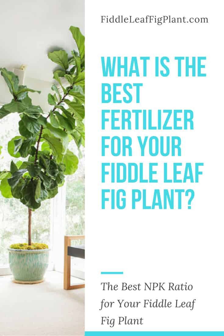 Copy of WHAT IS THE BEST FERTILIZER FOR YOUR FIDDLE LEAF FIG PLANT
