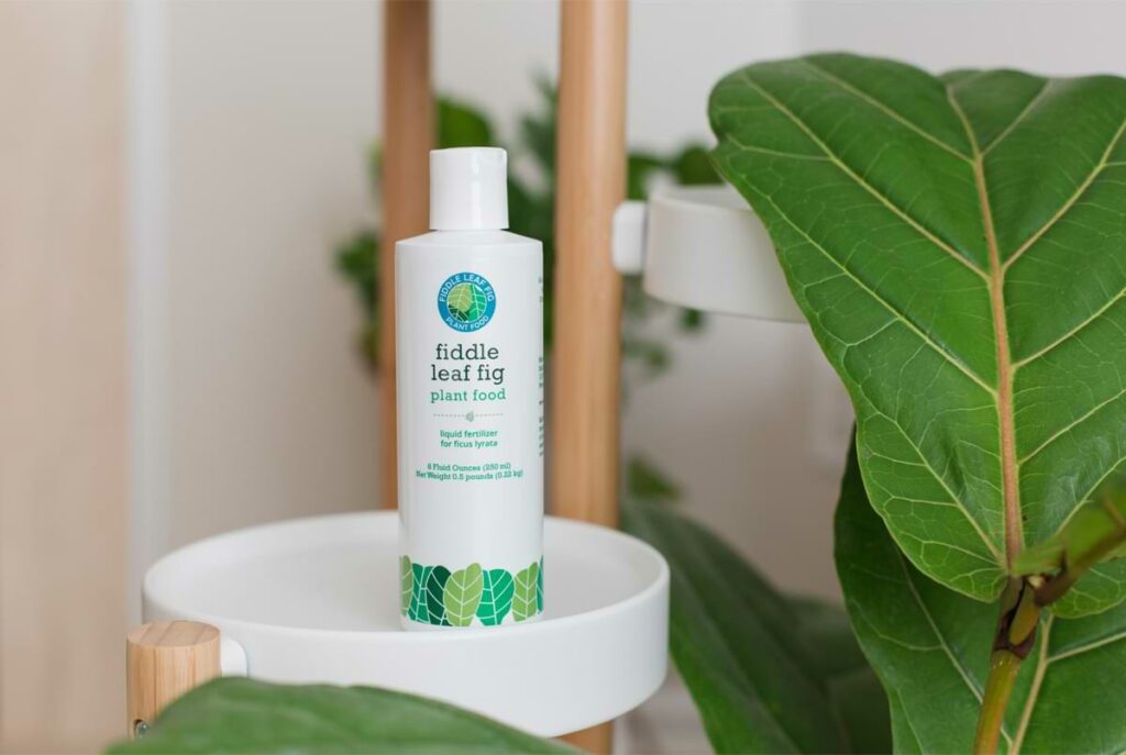 The Best Fiddle Leaf Fig Fertilizer