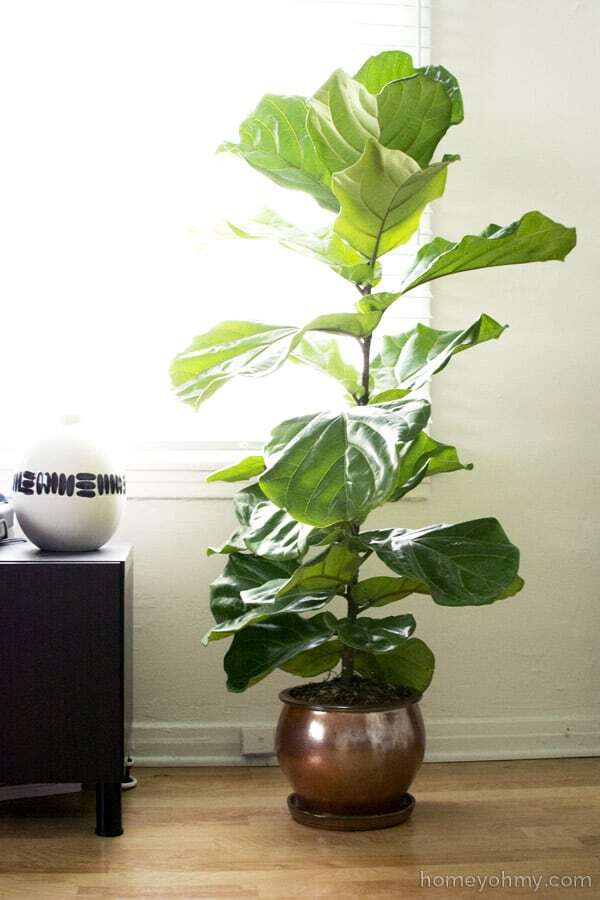 Pruning Fiddle Leaf Fig Tree