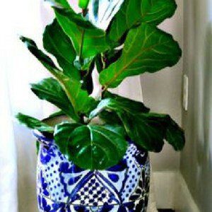 Finding the perfect pot for your fiddle leaf fig tree may take some searching. Plant nurseries often have a great selection and you can even find decorative pots at discount stores like Home Goods or Ross. But for those of us who like to buy online, here are my favorite pots on Amazon. Claire Akin