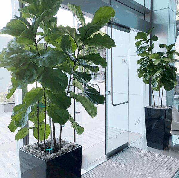 fiddle leaf fig care pot