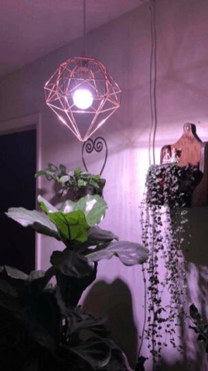 Fiddle leaf figs can benefit from grow lights. Click to learn the best grow lights for your fiddle leaf fig and how to properly use them. Claire Akin