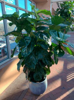 Congratulations to our contest winner Alison Pelland! Click to read fiddle leaf fig care tips from her and how she keeps her fiddle leaf figs healthy. Claire Akin