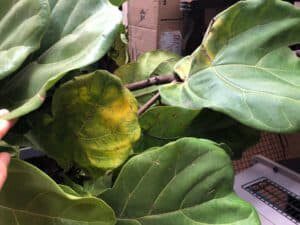 How to Fix Yellow Fiddle Leaf Fig Leaves 5 yellowing fiddle leaf fig leaf