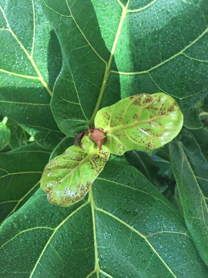 Are your new fiddle leaf fig leaves having issues? Click and read our new leaf troubleshooting for fiddle leaf figs guide and grow a healthy plant. Claire Akin