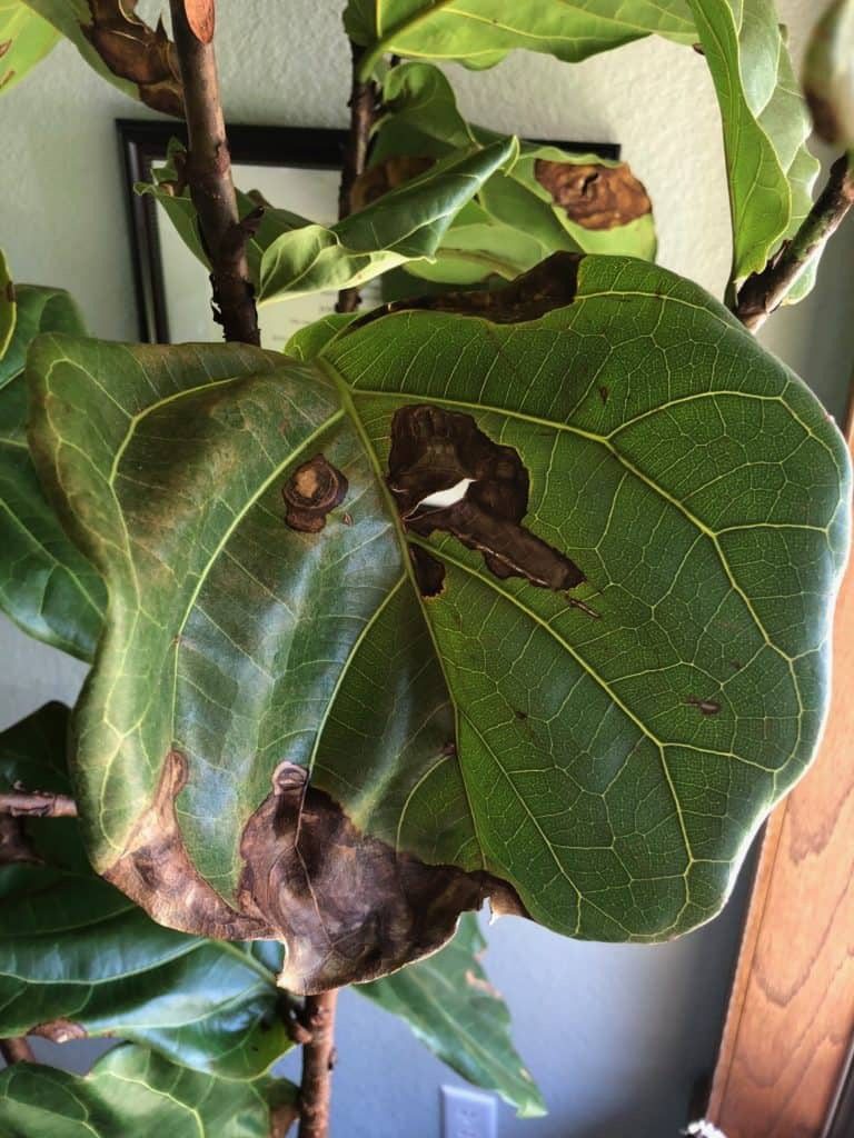 Curious how to prevent and treat bacterial infections in fiddle leaf figs? Click to learn the signs of an infection and how best to treat and prevent it. Claire Akin
