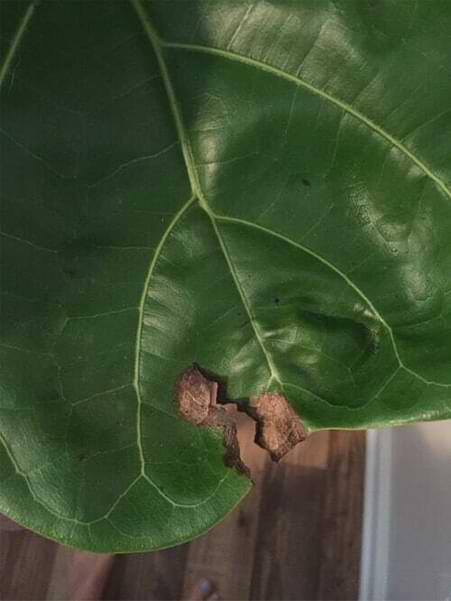 Best Tips for Moving Your Fiddle Leaf Fig Plant 5 Fiddle Leaf Fig Brown Spots Physical Trauma