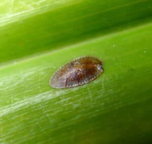How to Treat Scale on Fiddle Leaf Figs 5 Wondering how to treat scale on fiddle leaf figs? Click to learn what scale insects are and how best to rid your fiddle leaf fig of scale insects.