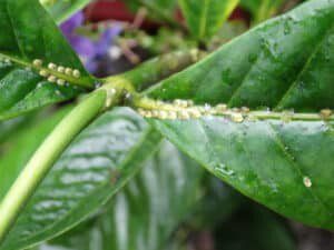 How to Treat Scale on Fiddle Leaf Figs 7 Wondering how to treat scale on fiddle leaf figs? Click to learn what scale insects are and how best to rid your fiddle leaf fig of scale insects.