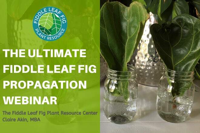 Fiddle Leaf Fig Propagatio Webinar Fiddle Leaf Fig Propagatio Webinar
