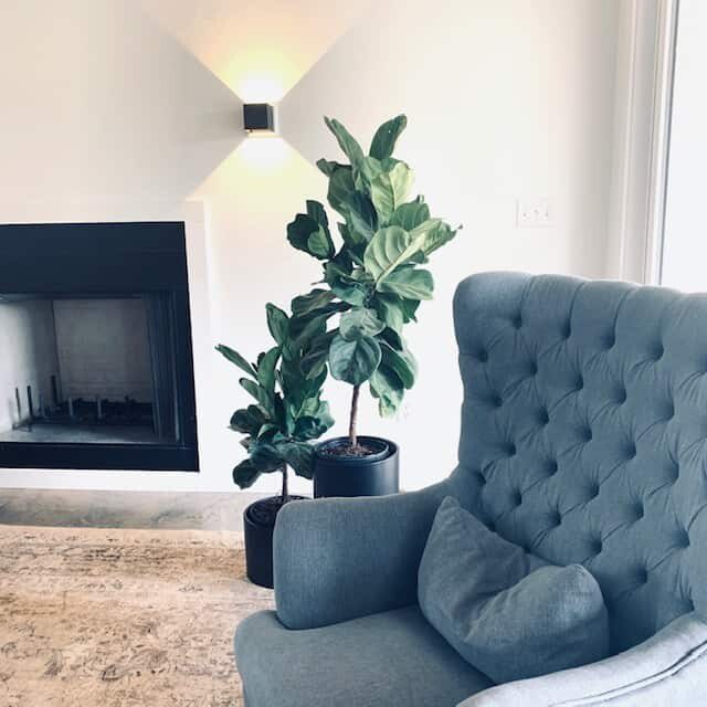 Do you want to take Insta-Worthy photos of your fiddle leaf fig? Click to learn how to stage and post your fiddle leaf fig for the ultimate shot.