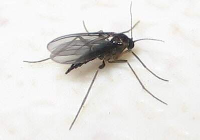 How to Get Rid of Fungus Gnats on Fiddle Leaf Fig Plants 15 Want to rid yourself of fungus gnats on fiddle leaf fig plants? Click to learn how to get rid of fungus gnats on fiddle leaf fig plants and trees.