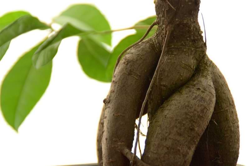 Do you have a ficus bonsai? Curious the best way to care for it? Discover how to care for your ficus bonsai so it can grow healthy and strong.