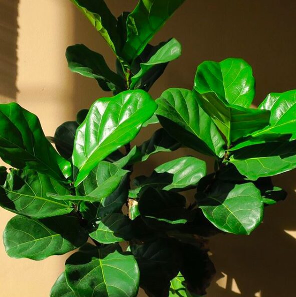 Ficus Lyrata Care | Caring For a Banjo Fig 4 Read the ultimate ficus lyrata care guide for complete beginners. If you are new to having a fiddle leaf fig, read this care guide.