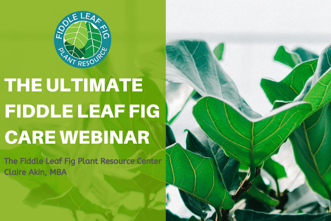 Fiddle Leaf Fig Care Webinar The Ultimate Fiddle Leaf Fig Care Webinar