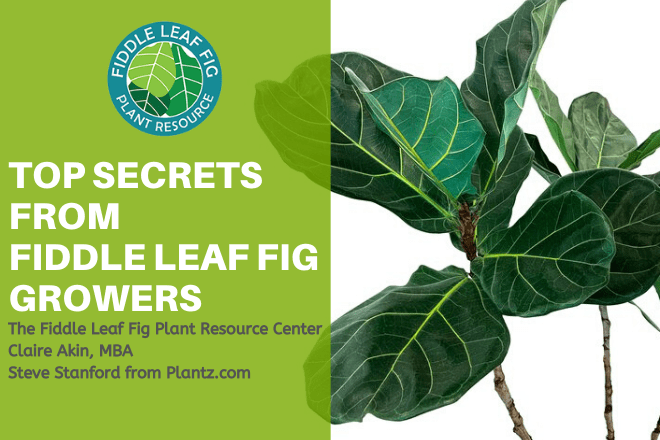 Fiddle Leaf FIg Growers Top Secrets from Fiddle Leaf FIg Growers Webinar