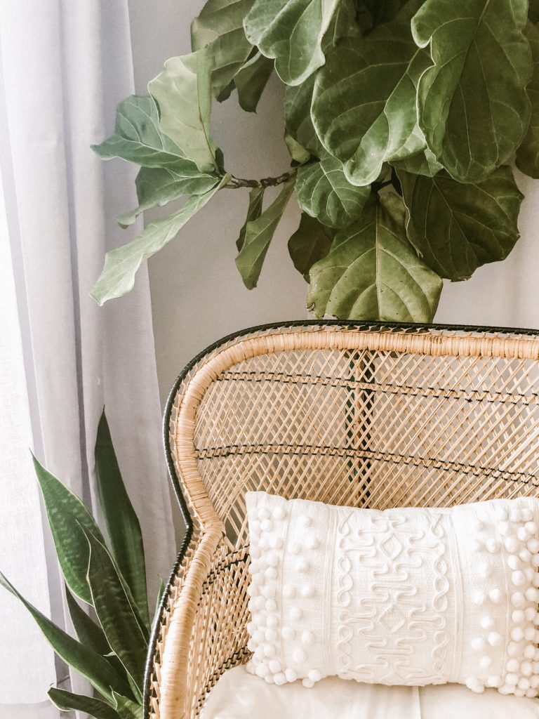 Do Fiddle Leaf Fig Plants Clean the Air? 1 Fiddle Leaf Fig Plants Clean the Air