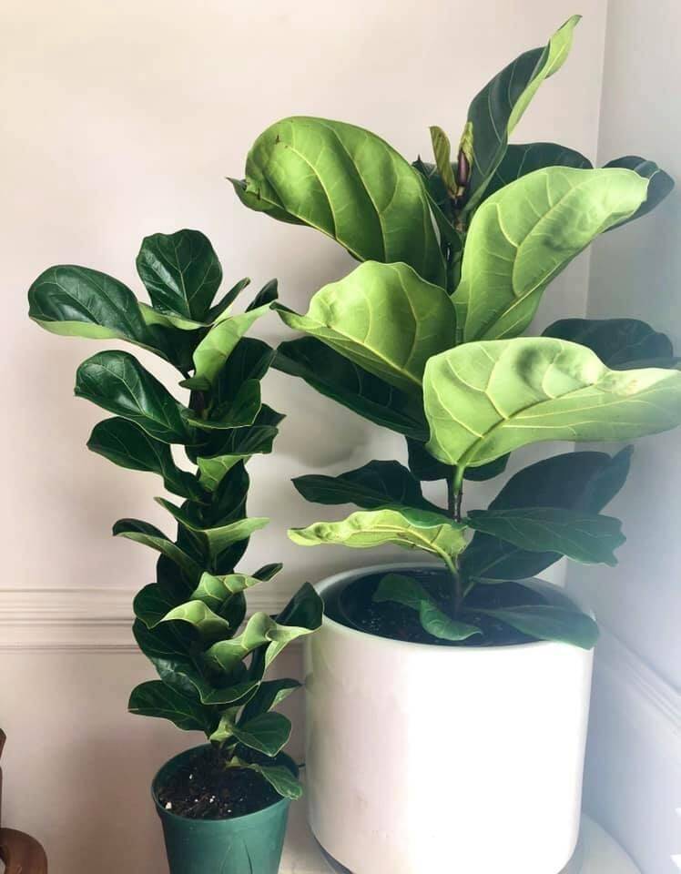 Fiddle Leaf Fig Plant