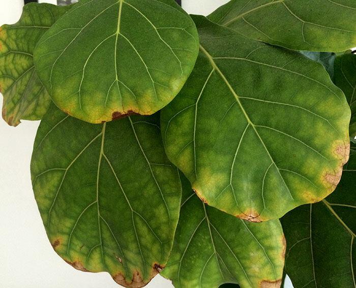 You may have heard of people using coffee or coffee grounds on their fiddle leaf figs. But, is coffee good for fiddle leaf fig plants? Read more here!