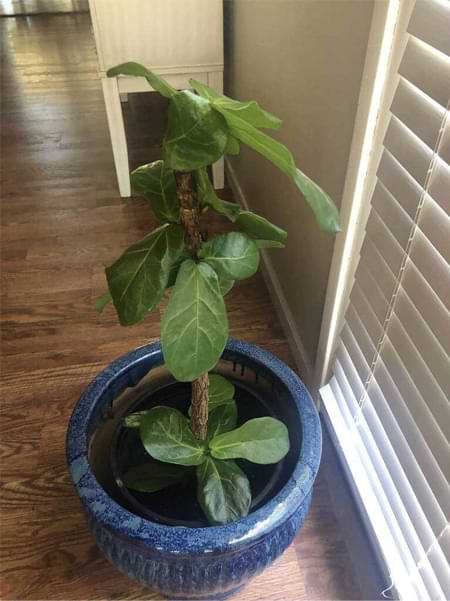 Is Your Fiddle Leaf Fig Dying? 6 FLF After