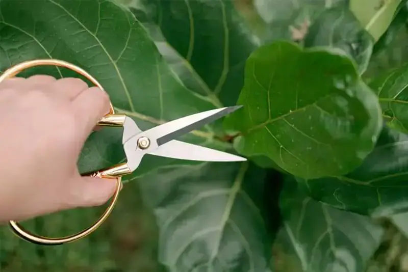 6 Easy Steps To Fiddle Leaf Fig Propagation 4 How to propagate a Fiddle Leaf Fig using Houseplant Pruning Shears from Fiddle Leaf Fig Plant Resource