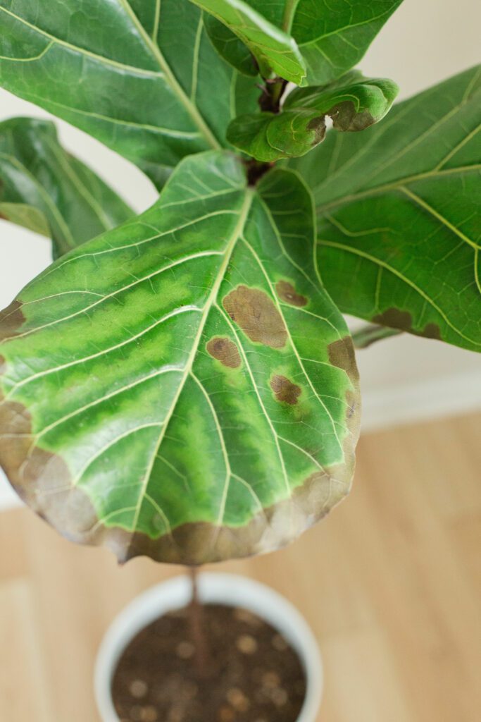 What to Do if Your Fiddle Leaf Fig Is Dropping Leaves 6 Is your fiddle leaf fig dropping leaves? Expert advice on root rot, pest control, and optimal plant care. Revive your fiddle leaf fig!