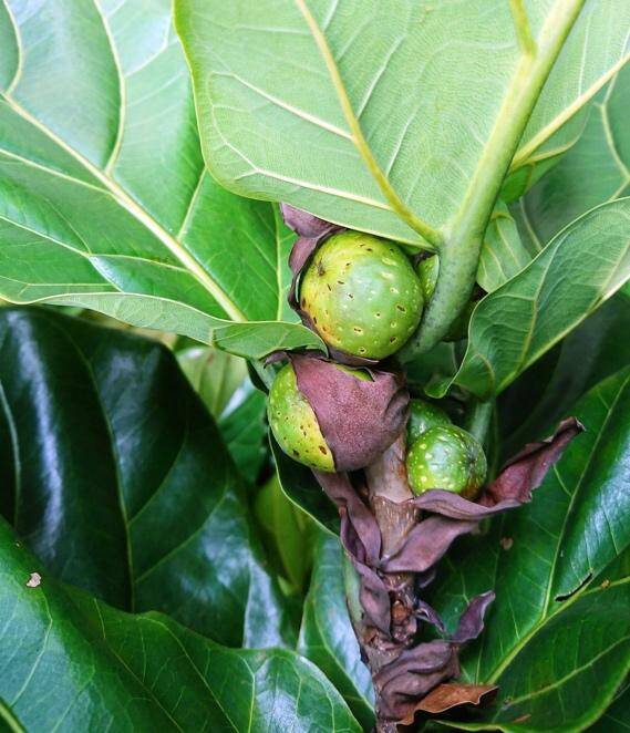 Fiddle Leaf FIg fruit is rare to see however, they are abundunt in the wild. Read our complete guide on fiddle leaf fig fruit.