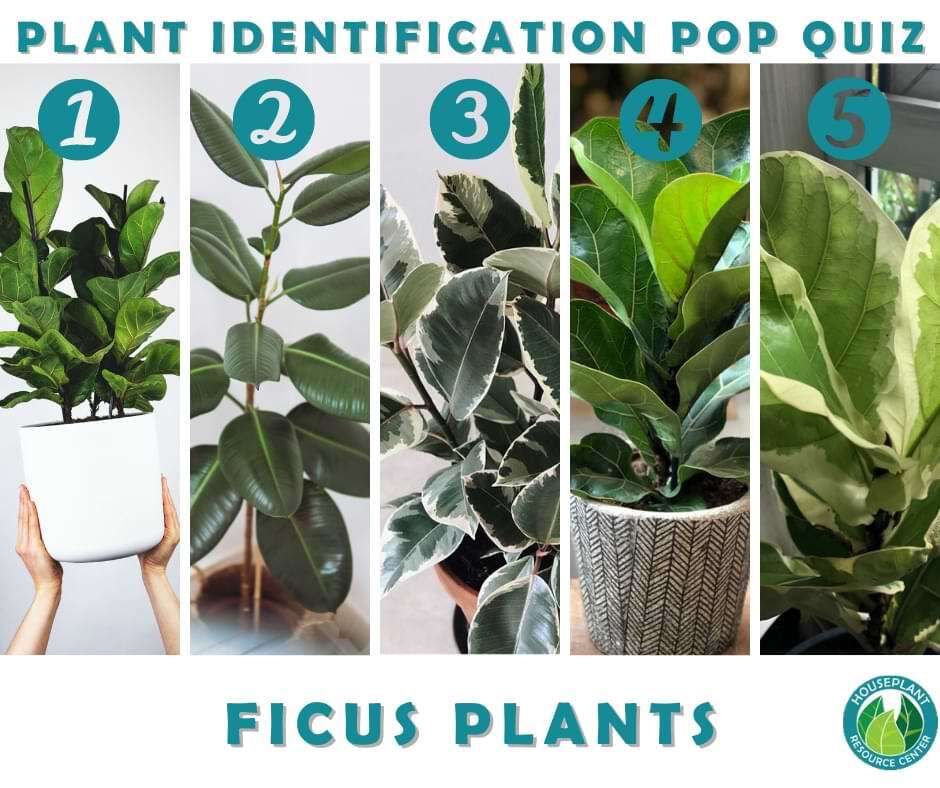 Plant Identification