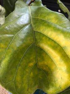 Is Your Fiddle Leaf Fig Dying? 7 Yellowing Leaves