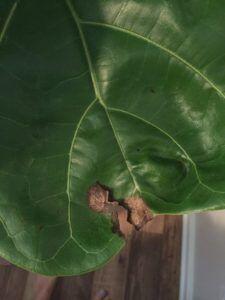 The Ultimate Photo Identification Guide to Fiddle Leaf Fig Brown Spots 14 Physical Trauma