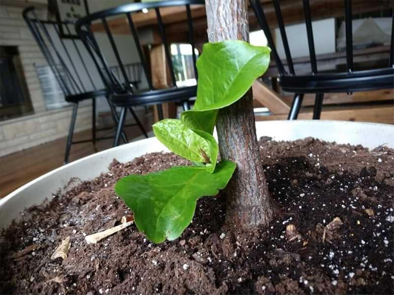 Why is my Fiddle Leaf Fig Growing Leaves at the Bottom? 3 Is your fiddle leaf fig growing leaves at the bottom? Learn why this happens and if it is healthy to have leaves growing at the bottom.