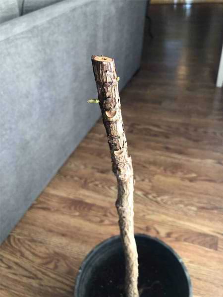 Is Your Fiddle Leaf Fig Dying? 5 FLF Before
