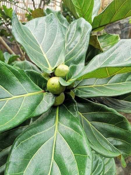 Are Fig Trees Good Indoor Houseplants? 5 Are fig trees good indoor houseplants? A lot of houseplant newbies and even more experienced indoor gardeners might feel nervous about the idea of caring for fig trees.