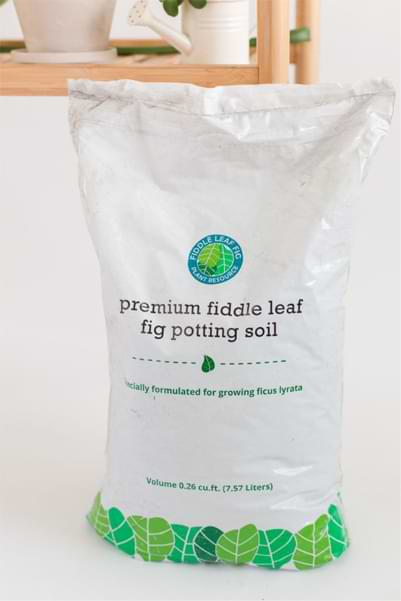 How to Repot a Fiddle Leaf Fig Tree (And Add a Decorative Container!) 7 Premium Fiddle Leaf Fig Potting Soil