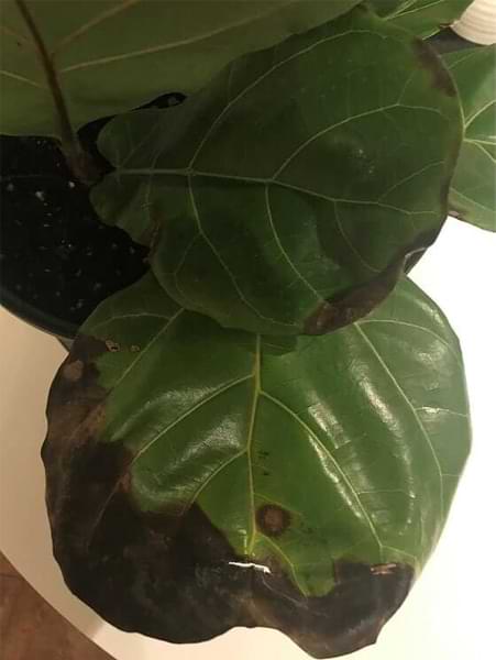 How to Treat and Prevent These 4 Common Fiddle Leaf Fig Diseases 6 Root Rot
