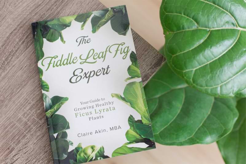 Read an Exclusive Excerpt from The Fiddle Leaf Fig Expert Book 11 The- Fiddle Leaf Fig Expert Book cover