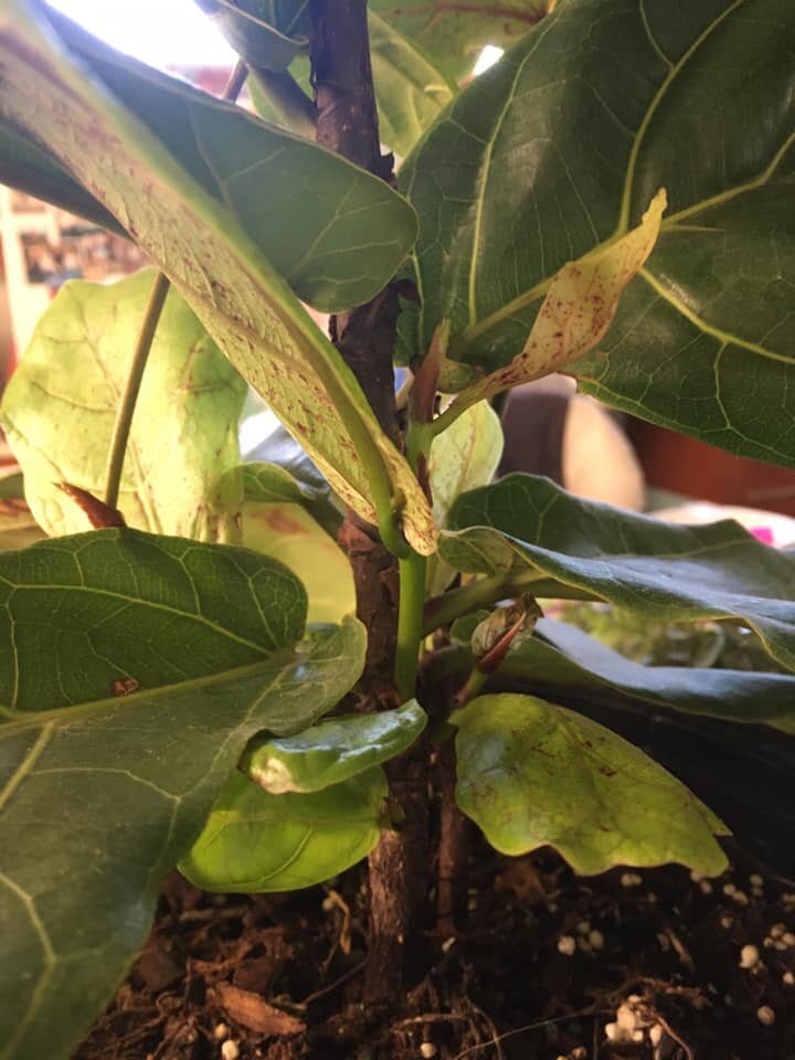 You might run into one or more of these common fiddle leaf fig diseases and conditions at some point. It’s important to recognize them and know how to treat them!