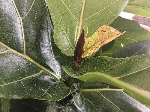Edema on Fiddle Leaf Fig Leaves 10 Fiddle Leaf Fig Plant