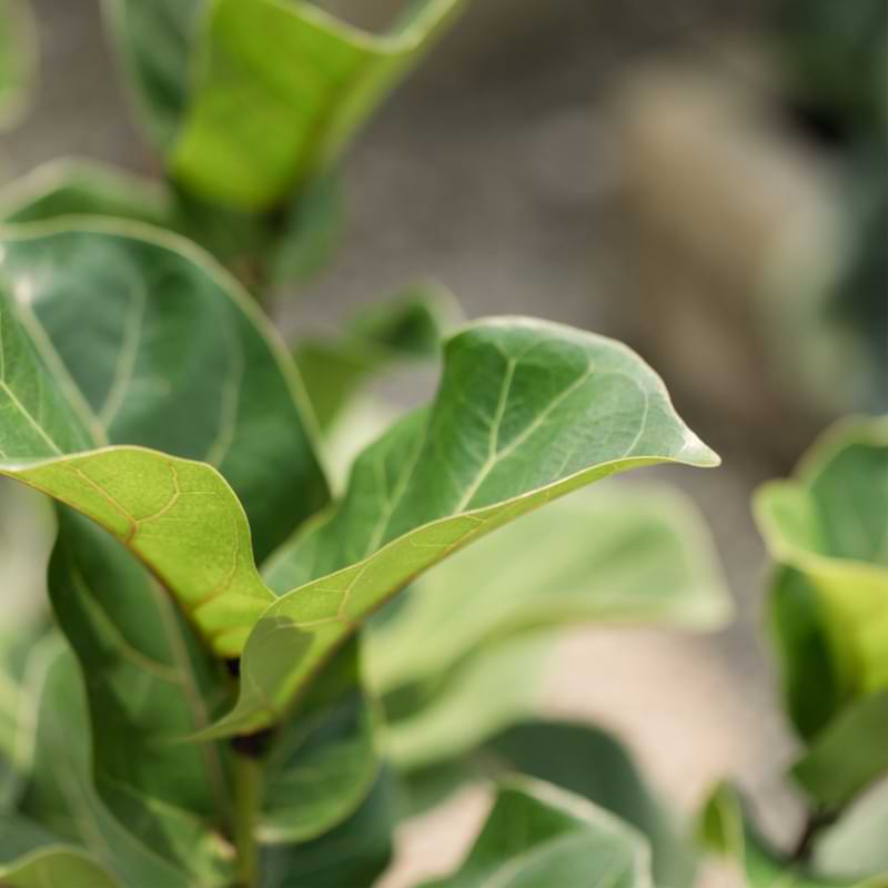 How Fast Do Fiddle Leaf Figs Grow? 5 In this article, we’ll talk about how fast fiddle leaf figs grow and how to encourage your fiddle to grow up to be tall and gorgeous!