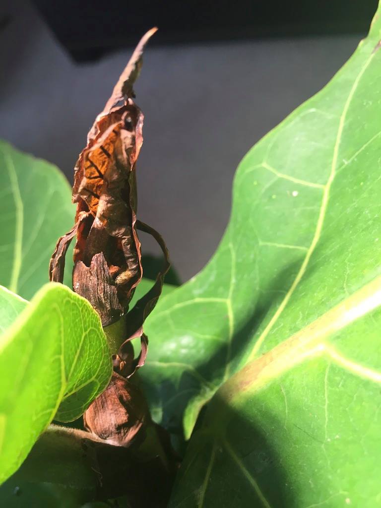 4 Sneaky Reasons Why Your Fiddle Leaf Fig Is Drying Out 7 Dry FLF 2