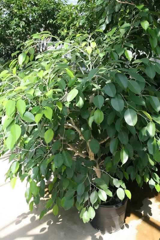 Ficus vs. Fiddle Leaf Fig: What’s the Difference 4 Ficus benjamina