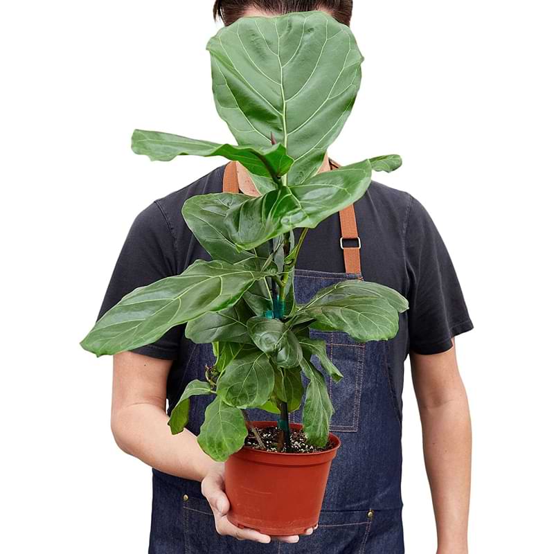 Fiddle Leaf Fig Pot