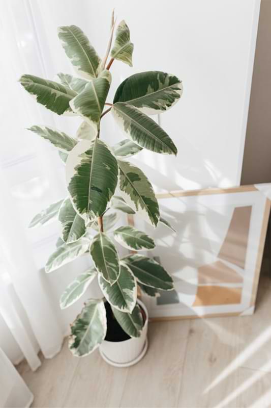 Ficus vs. Fiddle Leaf Fig: What’s the Difference 3 variegated rubber tree plant variegata ficus elast