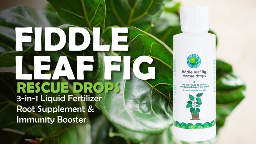 Fiddle Leaf Fig Rescue Drops