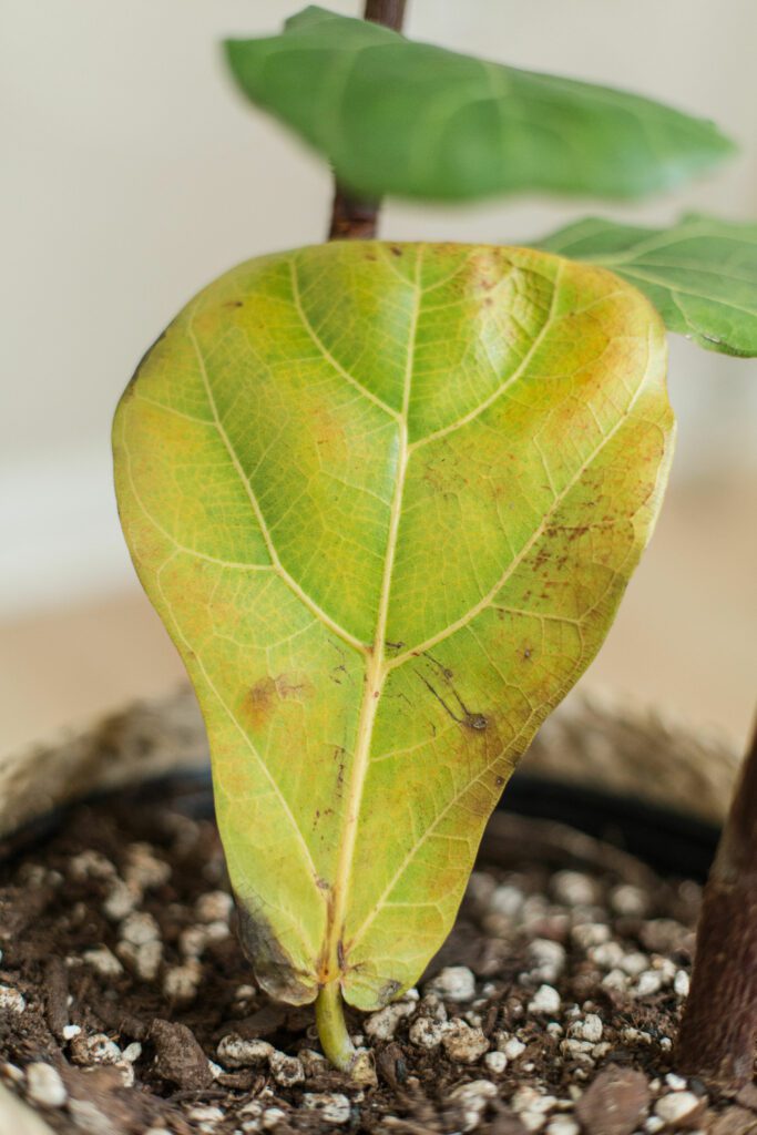 SickFiddleLeafFigLeaves 11