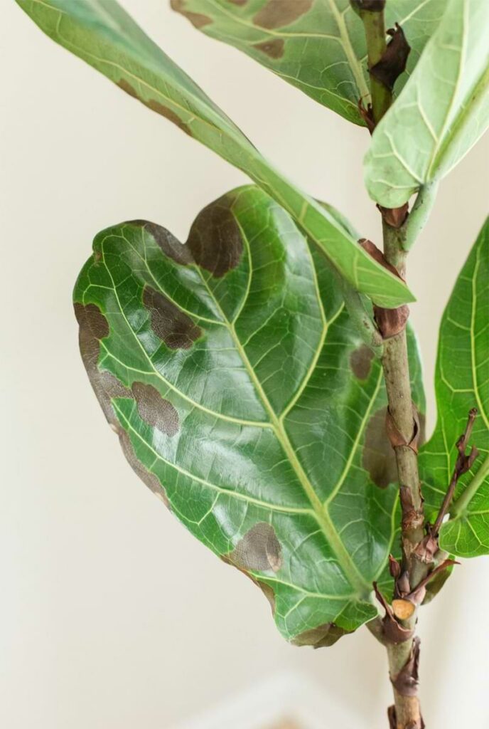 6 Ways to Tell if Your Fiddle Leaf Fig Tree Is Healthy (…And What to Do if Your Plant Is Sick) 16 Sick Fiddle Leaf Fig Leaves