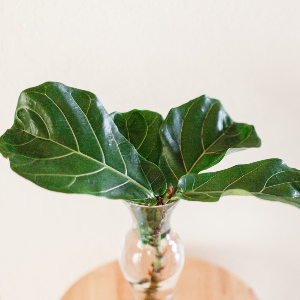 Fiddle Leaf Fig Propagation