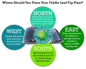 Where Should You Place Your Fiddle Leaf Fig Plant? 4 Where Should You Put Your Fiddle Leaf Fig