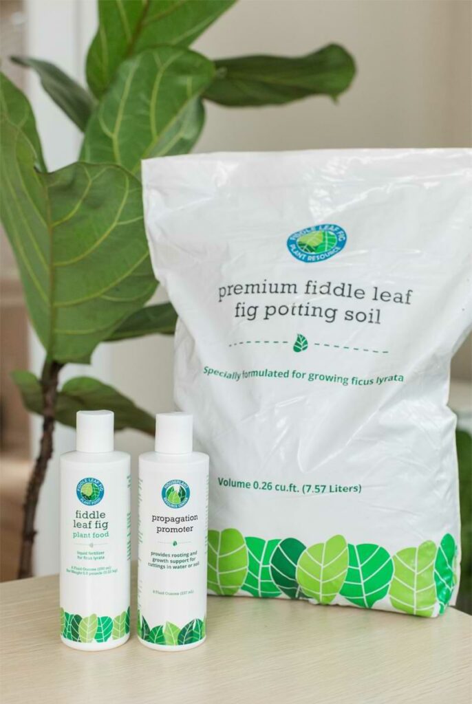 Fiddle Leaf Fig Propagation Bundle