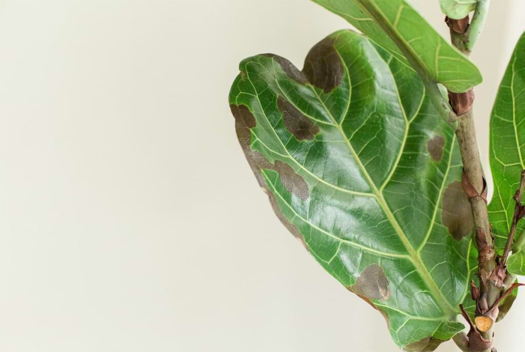 Sick Fiddle Leaf Fig Leaves